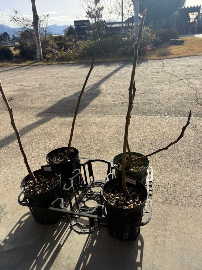 aiai剪定後発送 イチジク いちじく 穂木 苗