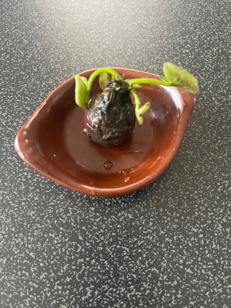 睡蓮の苗1個( ニンファエア・エボレット)