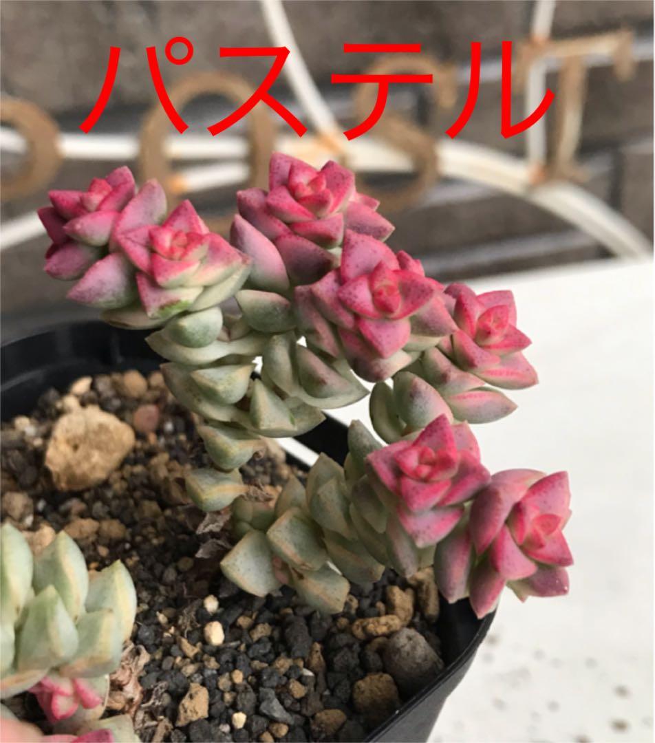 ★★めっちゃピンク❤️★パステル★抜き苗★子吹き中♪♪★多肉植物★★