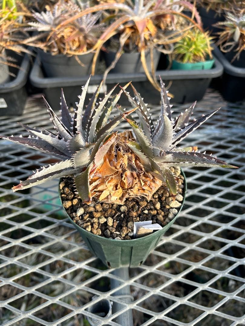 DBディッキア Arizona x BS, Paylen, Keswick ⑴