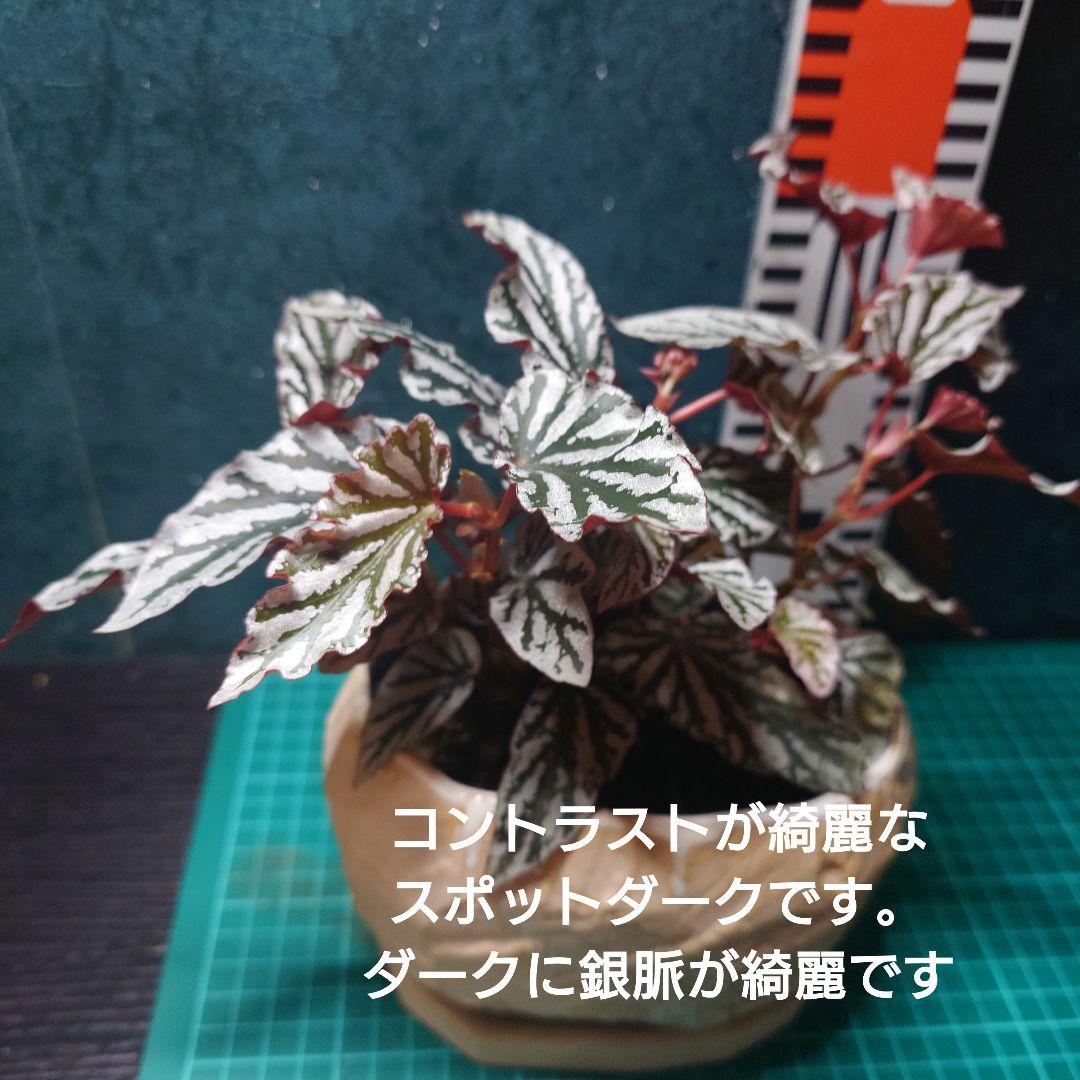 らいとママ様　ご確認用