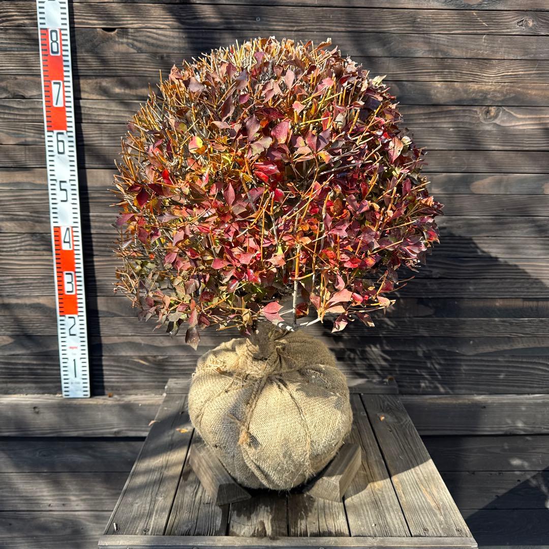 ドウダンツツジ/玉仕立て《良形株》【現品発送】管理70877