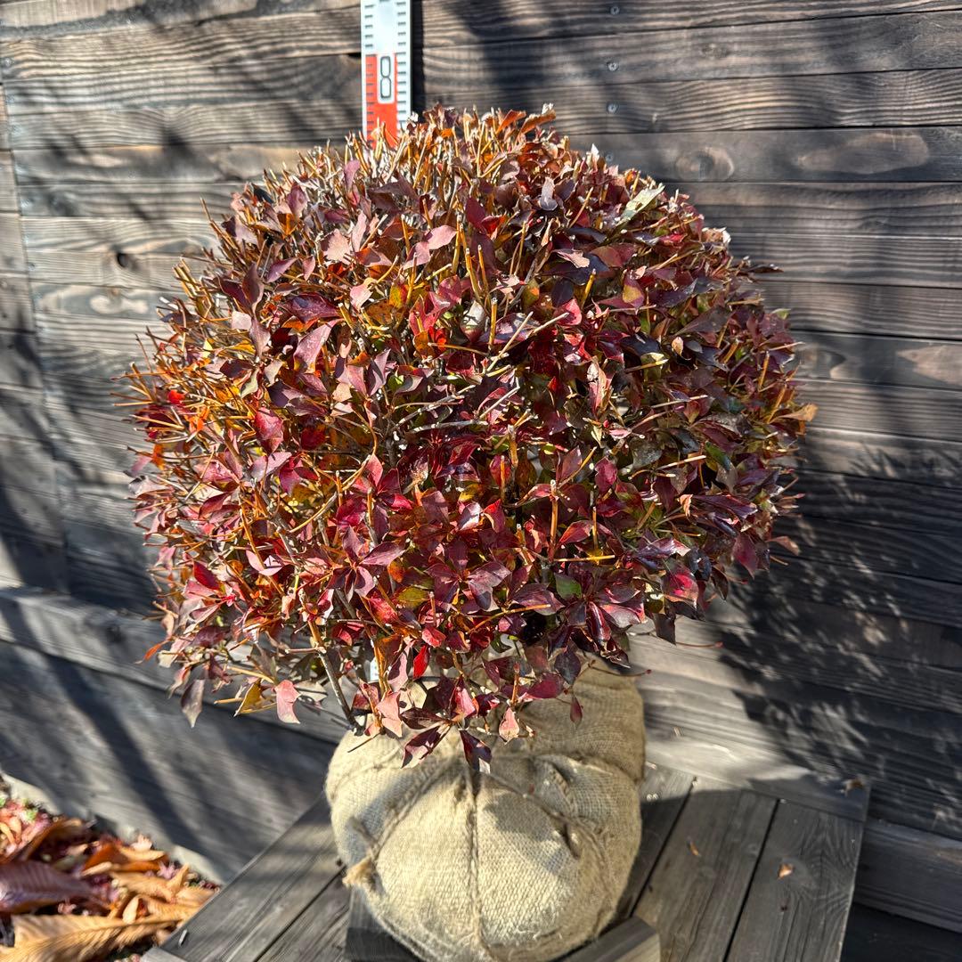 ドウダンツツジ/玉仕立て《良形株》【現品発送】管理70877