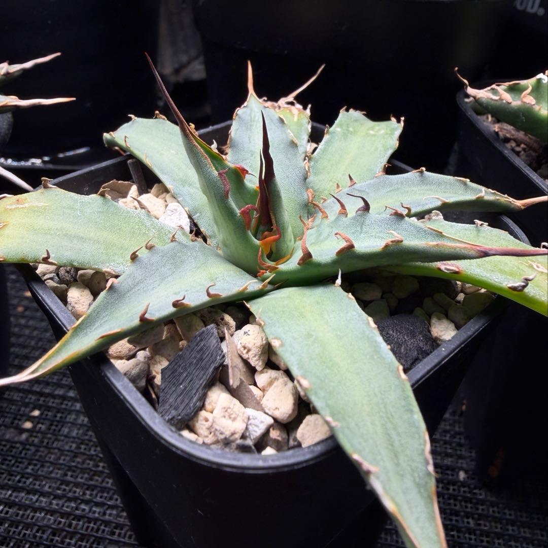 アガベ ハイブリッド キシロナカンサ × ネバデンシス