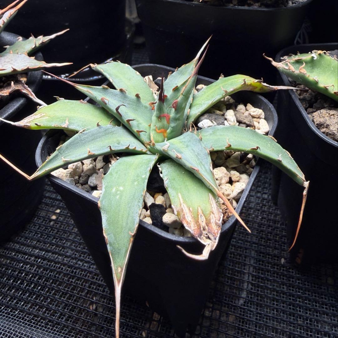 アガベ ハイブリッド キシロナカンサ × ネバデンシス