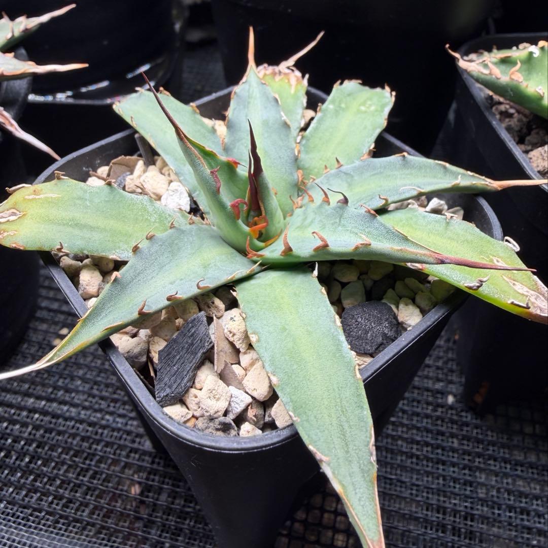 アガベ ハイブリッド キシロナカンサ × ネバデンシス