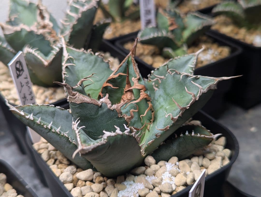 デカ株 チタノタ「惡魔 Medusa」悪魔くん プレステラ105 タグ鉢ごと発送