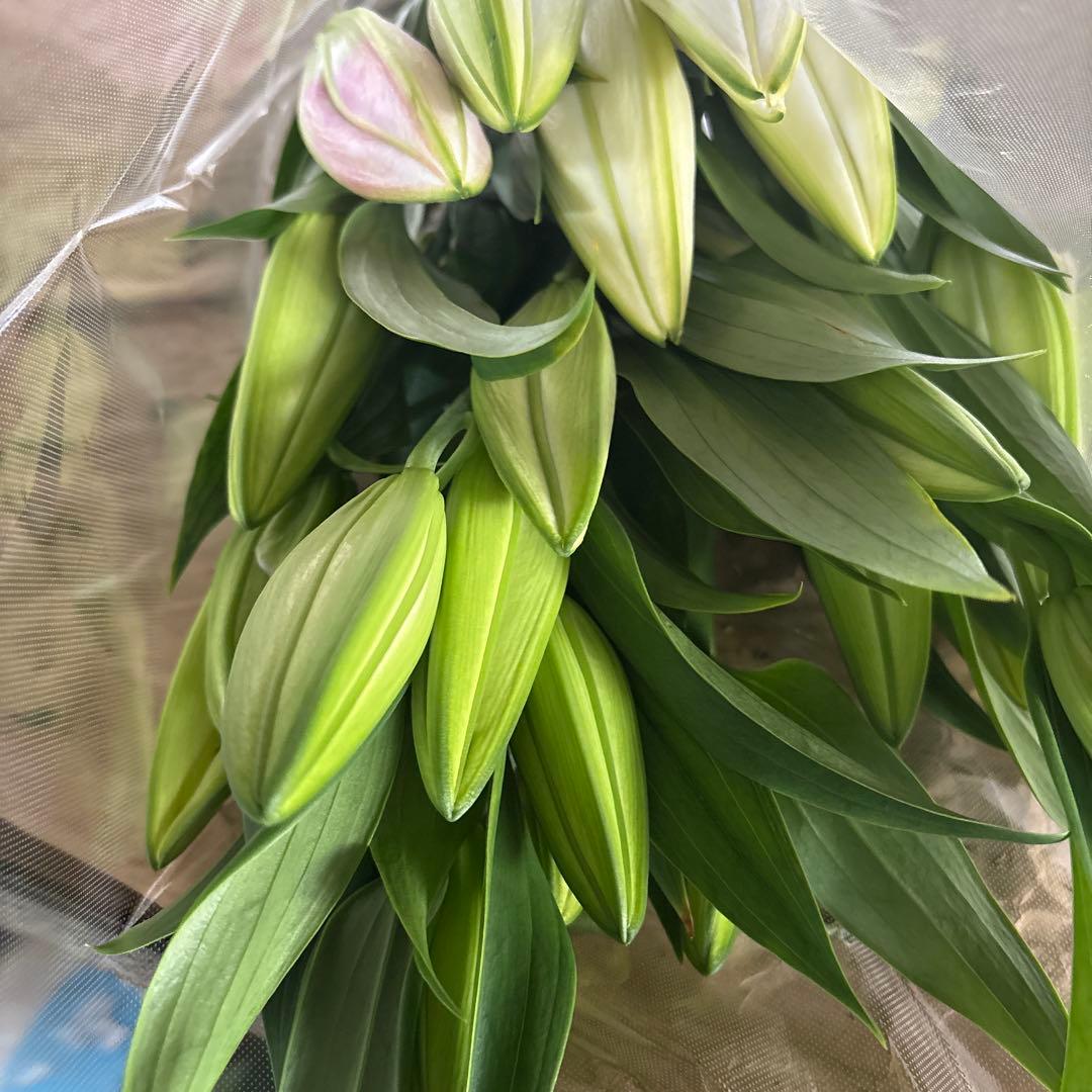 ミニーマウス5 同梱ピンク色百合10本 白百合3〜5輪咲き10本プレミアム