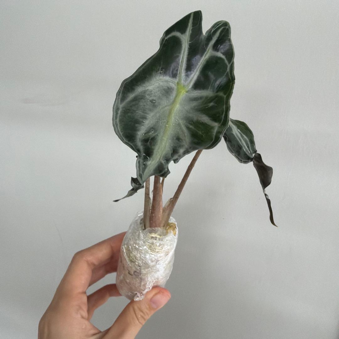 アロカシア ヴェノム Alocasia 'Venom' 管理番号s229