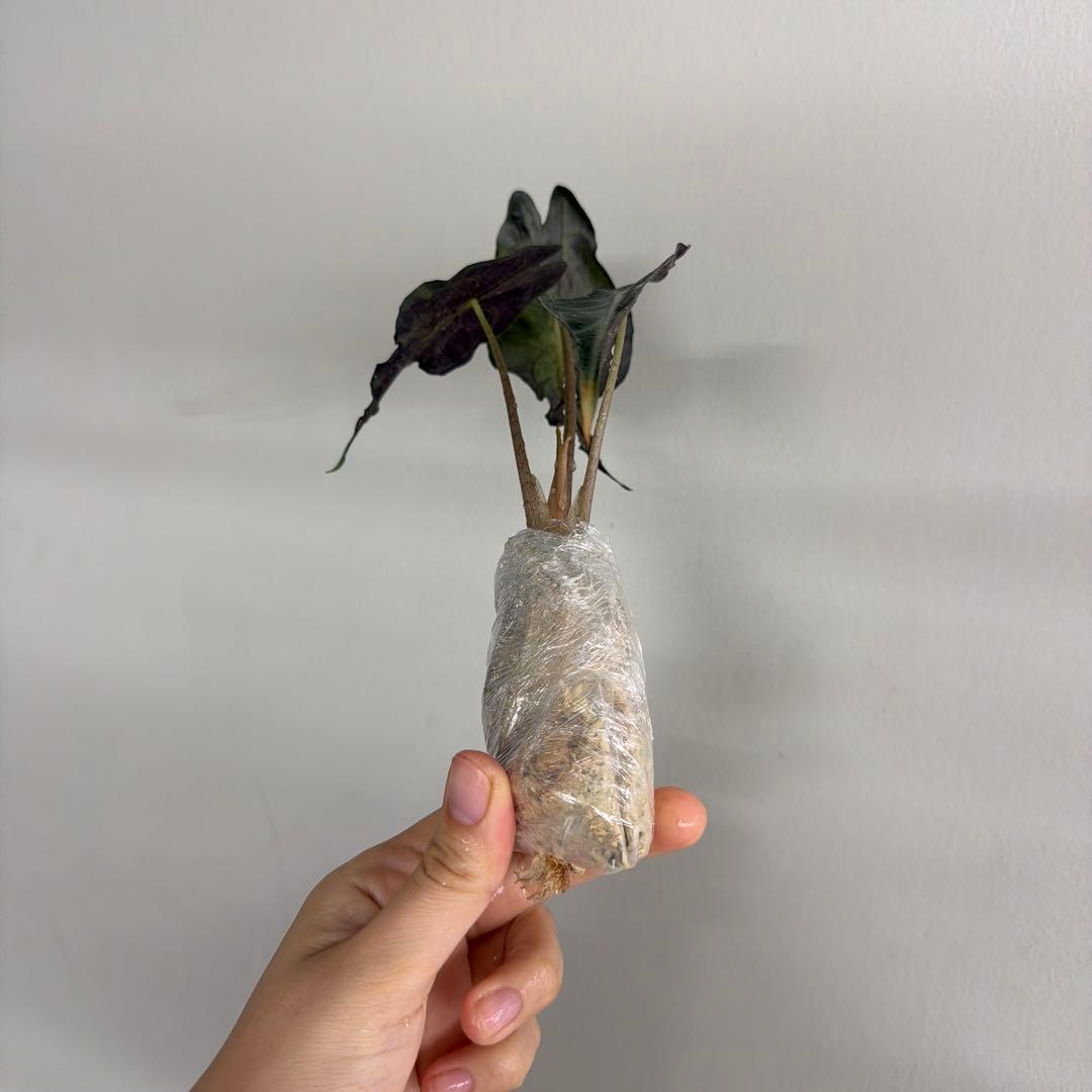 アロカシア ヴェノム Alocasia 'Venom' 管理番号s229