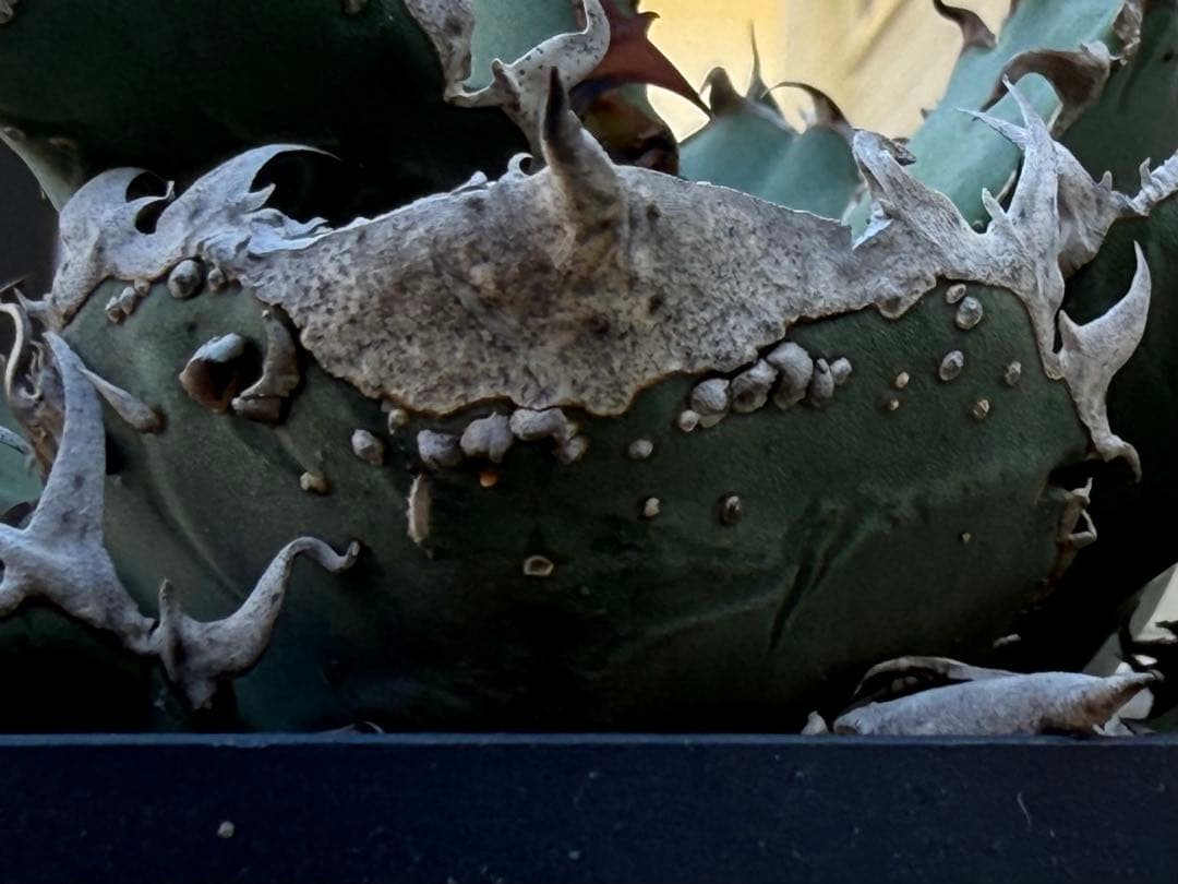 アガベ　チタノタ　金蟾　OG ぶつぶつ　子株 ブツブツ