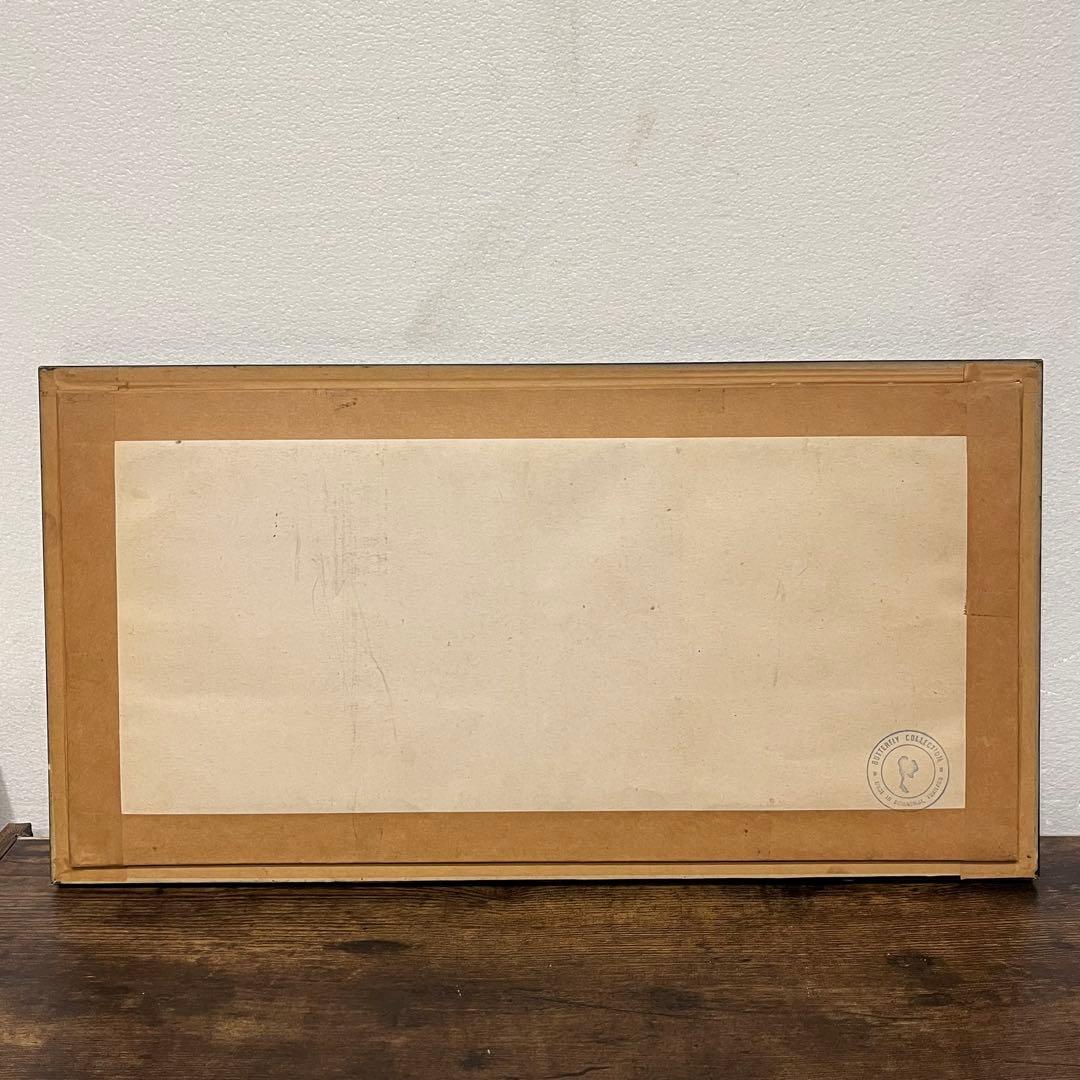 大型 昆虫標本 フレーム アトラス蛾 蝶標本 額装