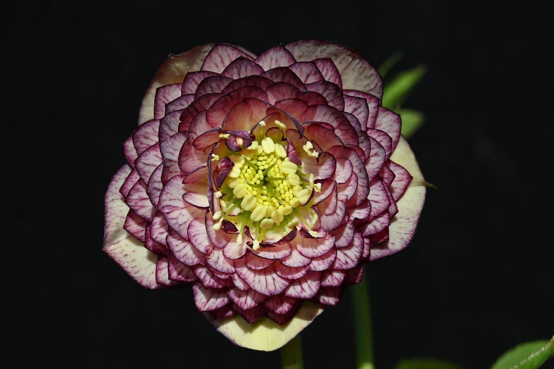 クリスマスローズ　認定！アフロディーテグラデーション　加藤農園