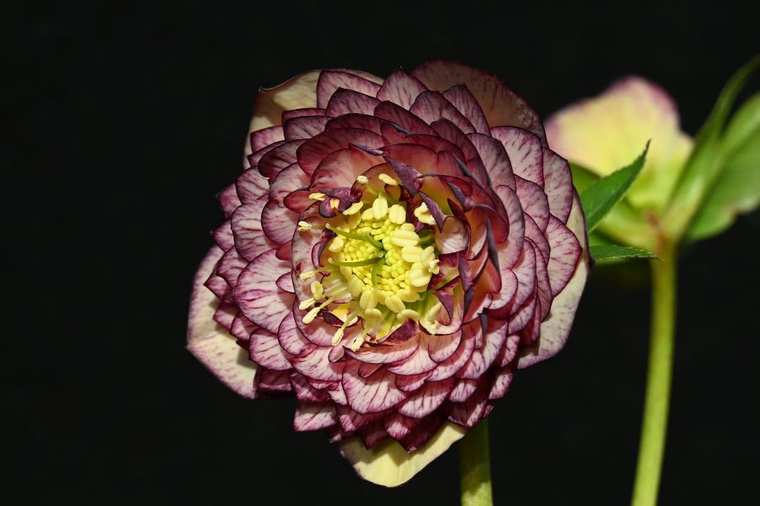 クリスマスローズ　認定！アフロディーテグラデーション　加藤農園