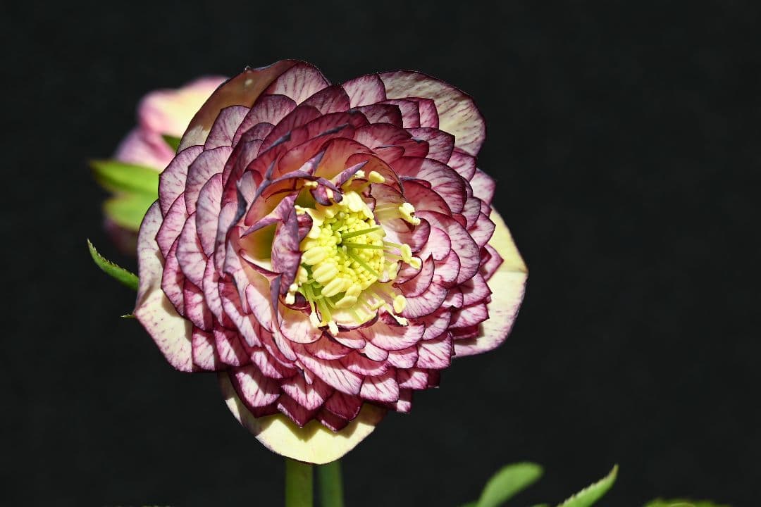 クリスマスローズ　認定！アフロディーテグラデーション　加藤農園