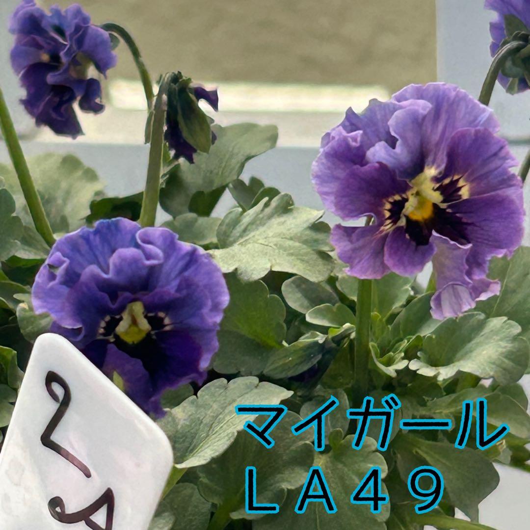 ＬＡ４９♥石川園芸　ビオラレディ マイガール♥人気品種♥ポットごと発送♥..