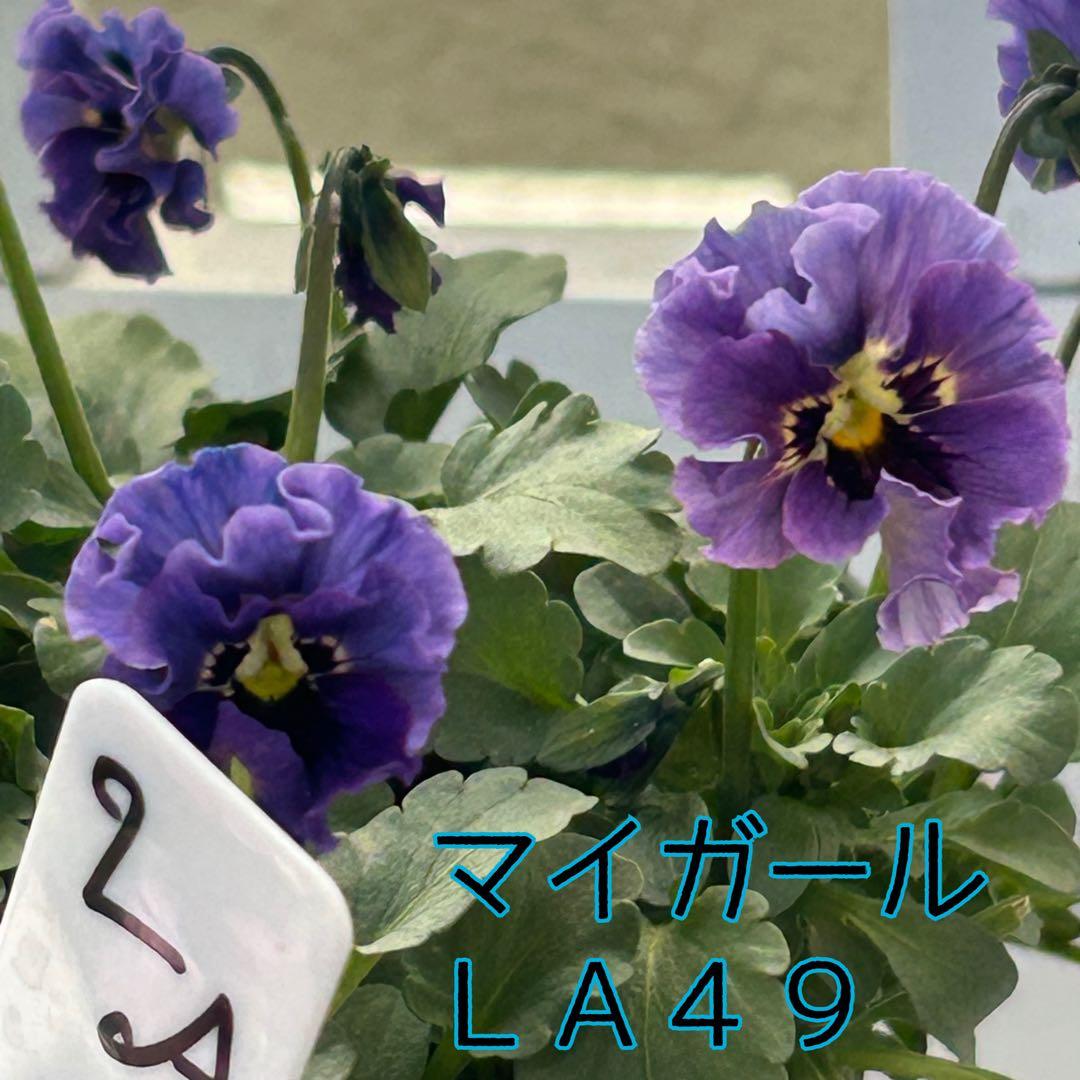 ＬＡ４９♥石川園芸　ビオラレディ マイガール♥人気品種♥ポットごと発送♥..