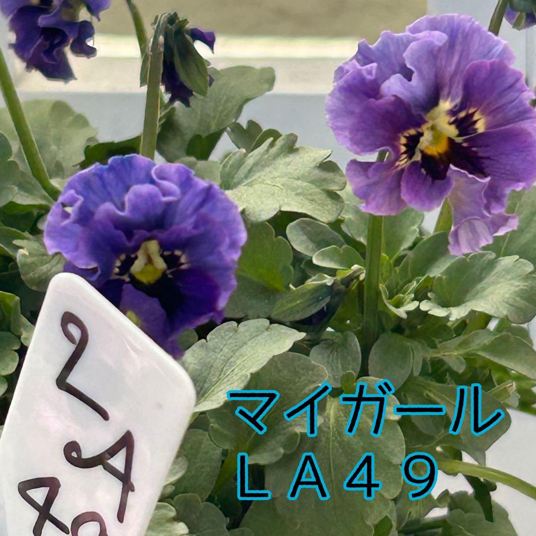 ＬＡ４９♥石川園芸　ビオラレディ マイガール♥人気品種♥ポットごと発送♥..