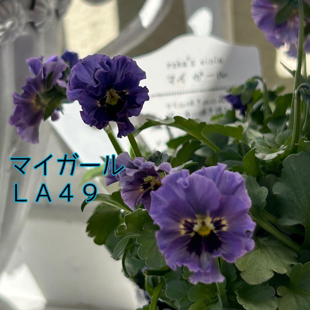 ＬＡ４９♥石川園芸　ビオラレディ マイガール♥人気品種♥ポットごと発送♥..