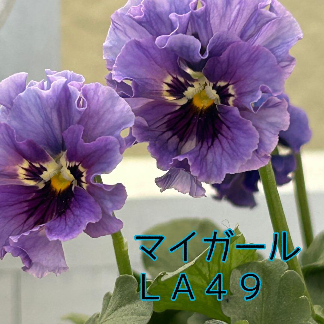 ＬＡ４９♥石川園芸　ビオラレディ マイガール♥人気品種♥ポットごと発送♥..