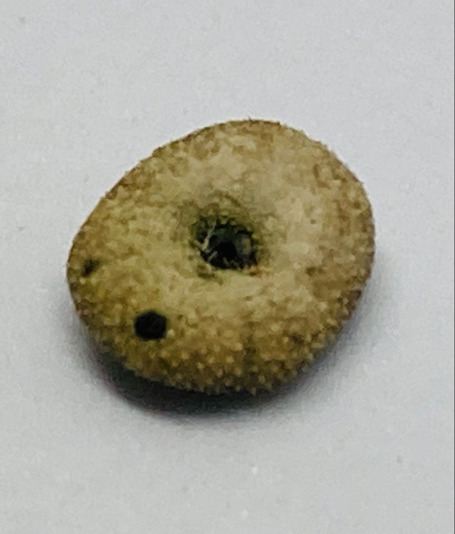 超極小タコノマクラ 棘皮動物 ウニ カシパン たこのまくら