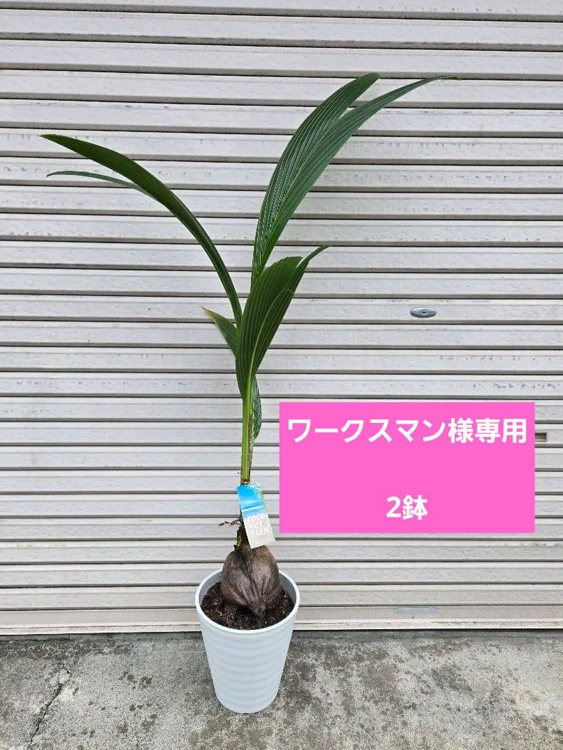 ☆ 観葉植物☆ココヤシ☆椰子の実 ヤシの実 ココナッツ☆8号鉢☆2鉢
