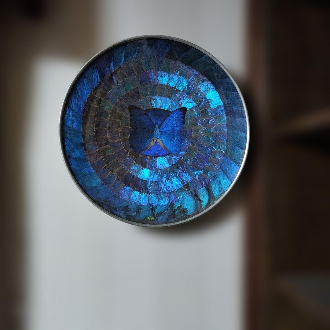 青色の蝶の円形　飾皿　モルフォ蝶