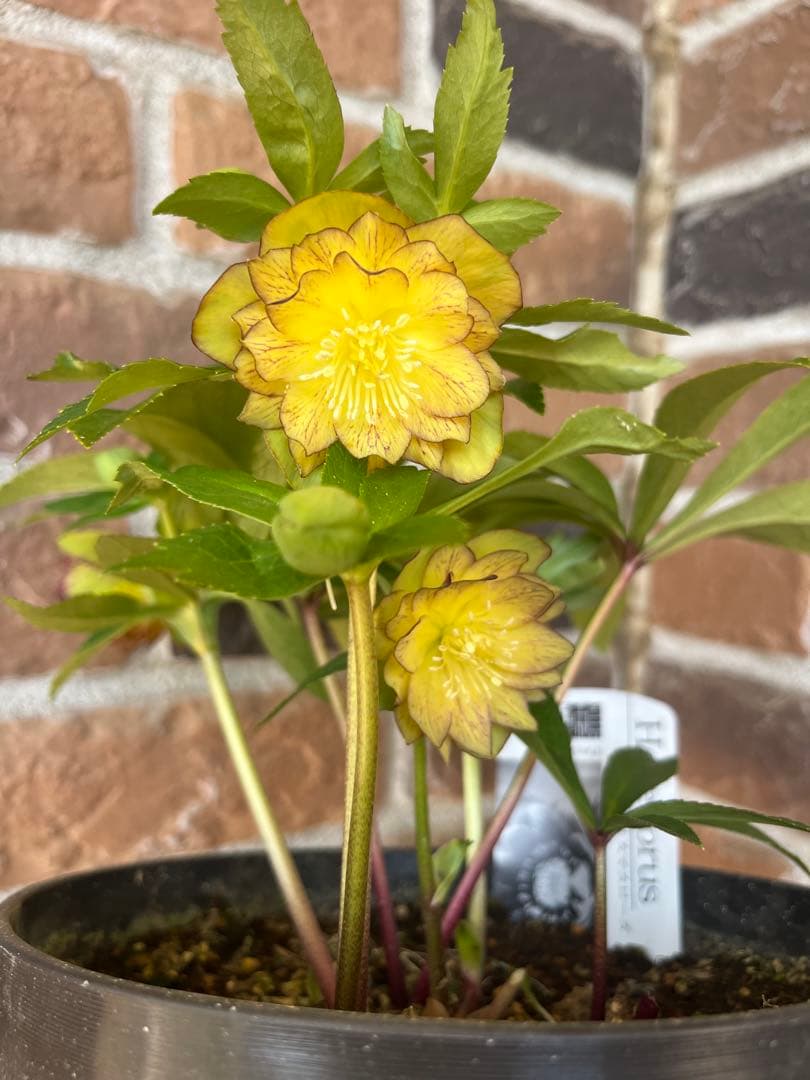 クリスマスローズ　広瀬園芸