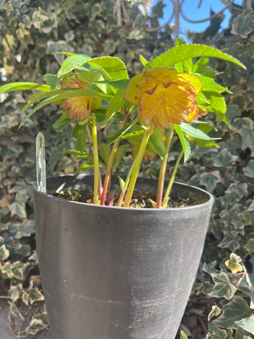 クリスマスローズ　広瀬園芸