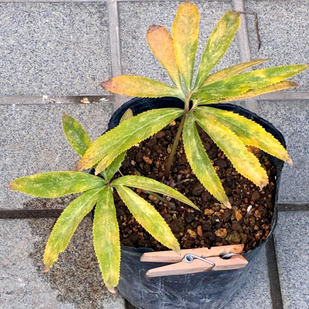 め*ん様 ❤️根充実❤️⭐️超⭐️沢山新芽❤️764⭐️極上 ⭐️極上発色⭐️芳