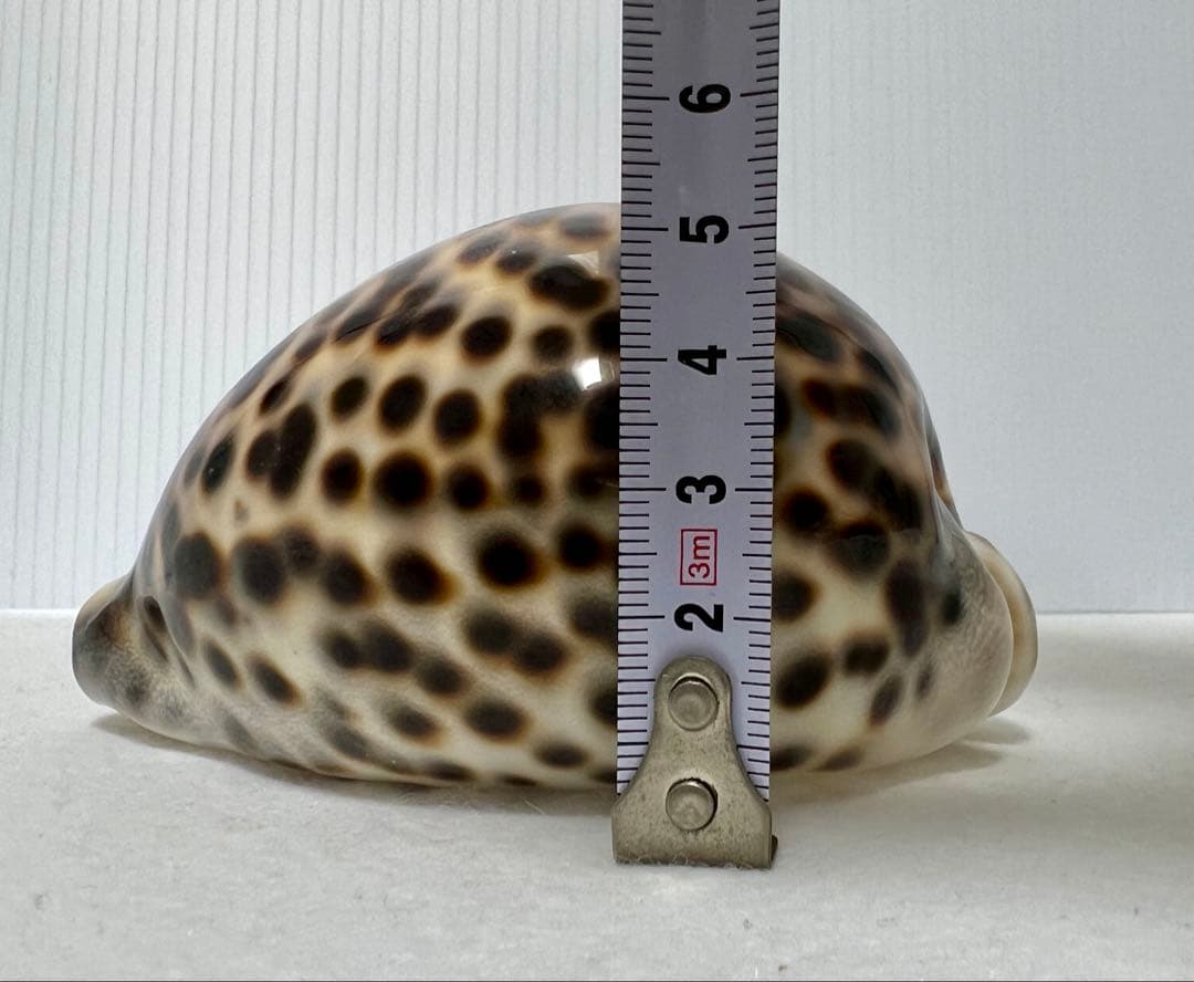 ホシタカラガイ　貝殻