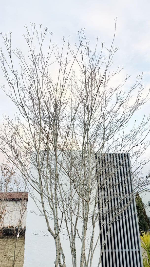 超特大。山採りヤマボウシ大株立ち4.5M(鉢底から※エリア限定自社配送商品