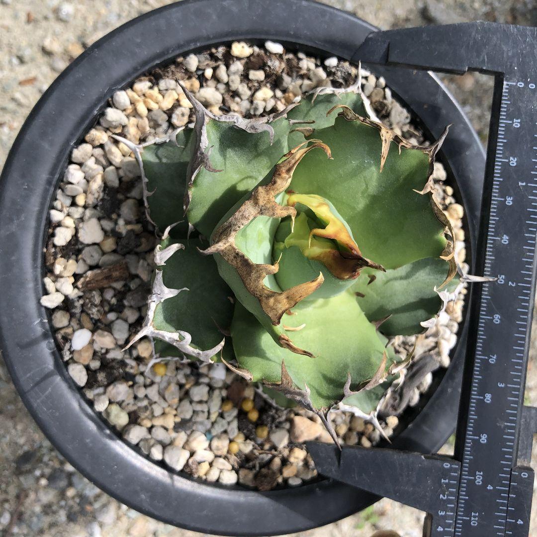 多肉植物 アガベ　チタノタ　カニ　螃蟹