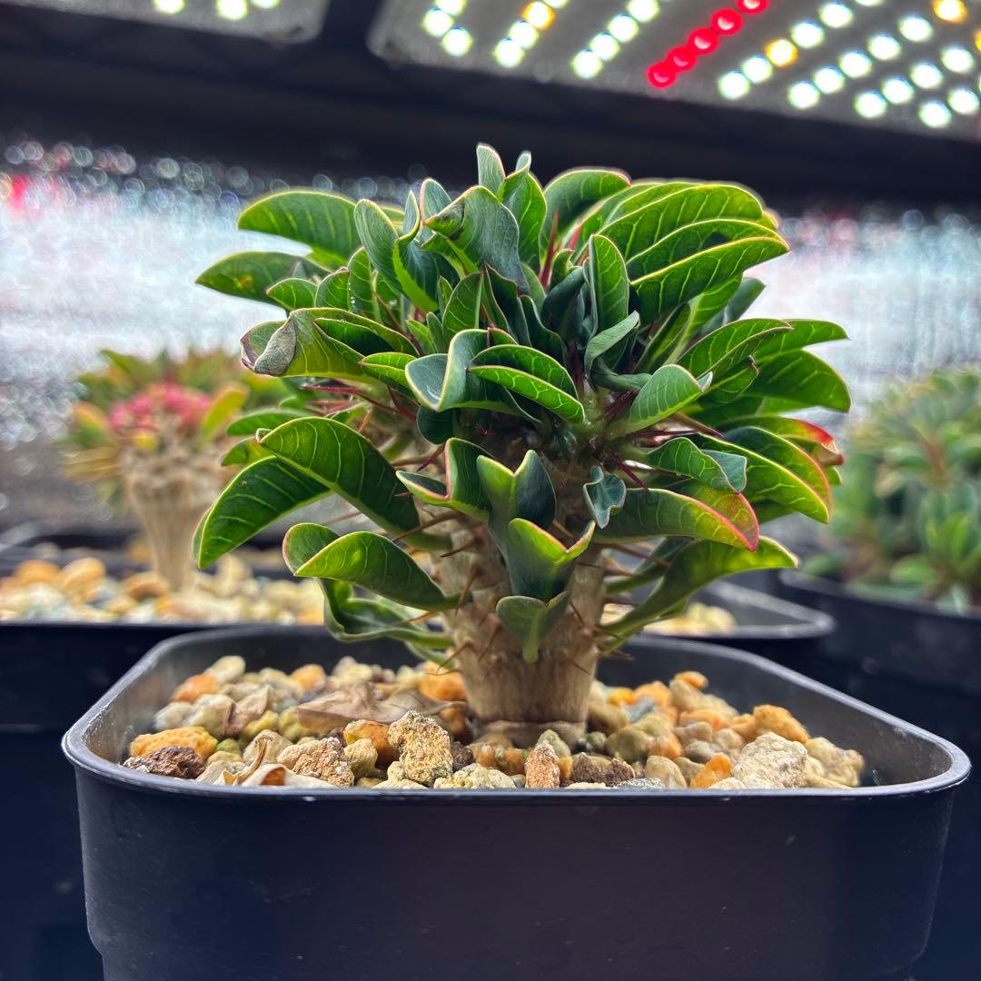 ※ポン酢　ギラウミニアナ　実生　多頭①.③