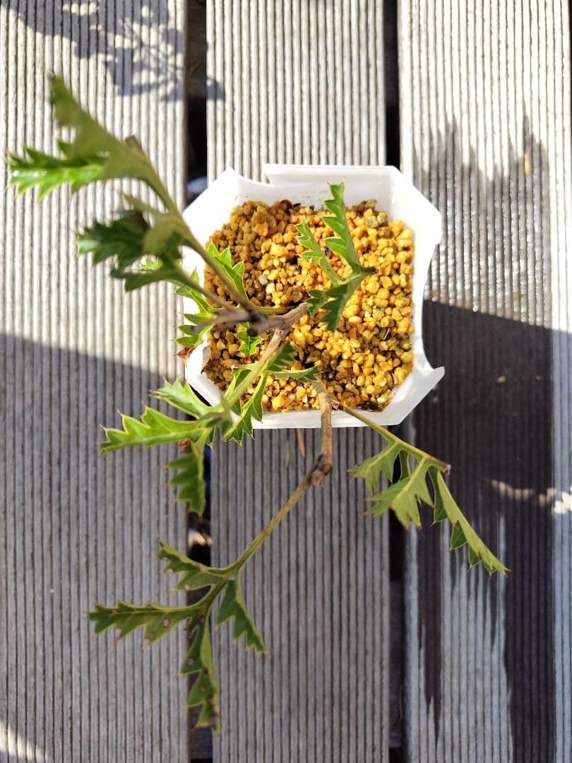 グレビレア グレープ（Grevillea bipinnatifida.）2本刺