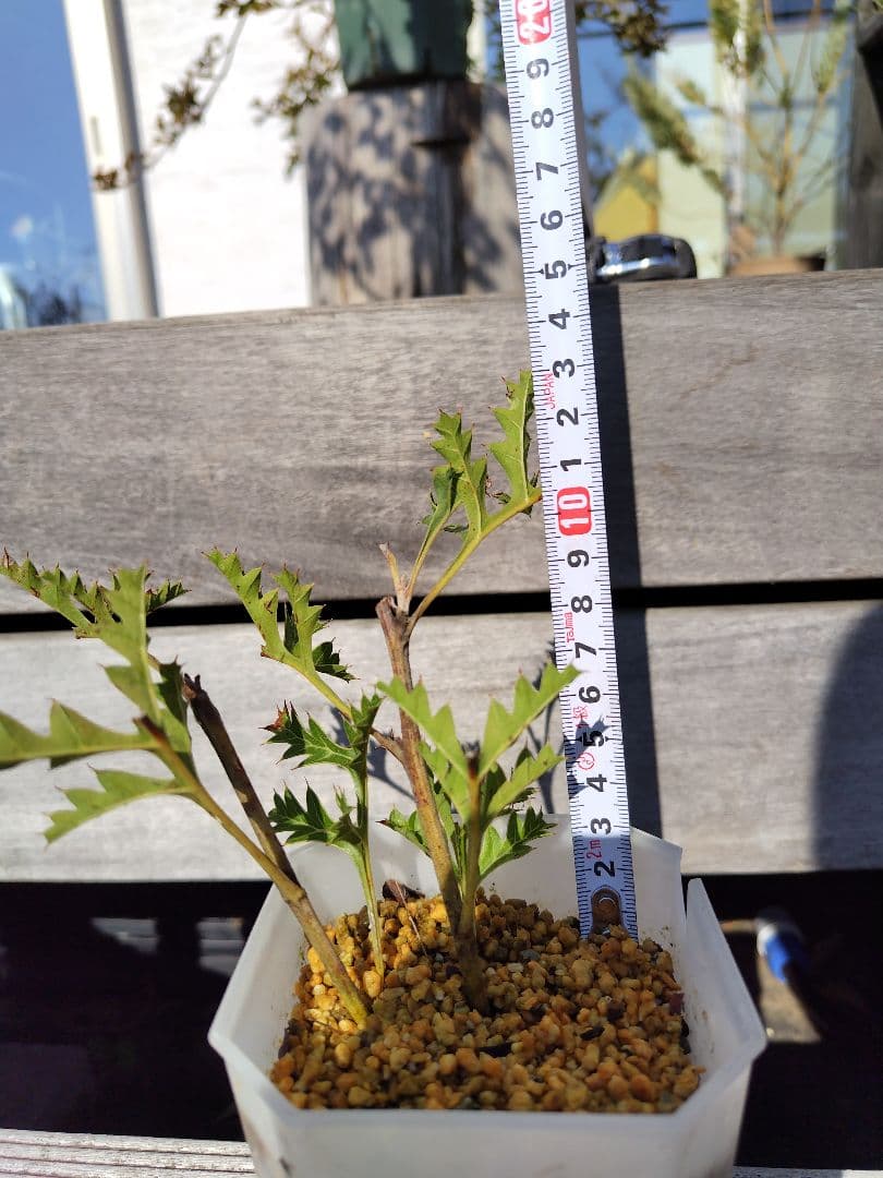グレビレア グレープ（Grevillea bipinnatifida.）2本刺