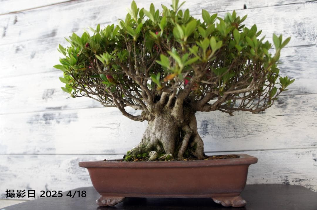 盆栽 『サツキ(珍山)』 花 インテリア 観葉植物 送料無料 b118