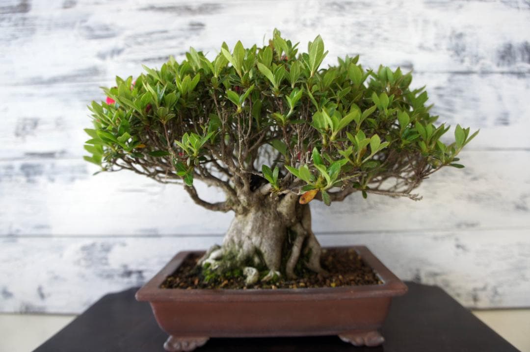 盆栽 『サツキ(珍山)』 花 インテリア 観葉植物 送料無料 b118