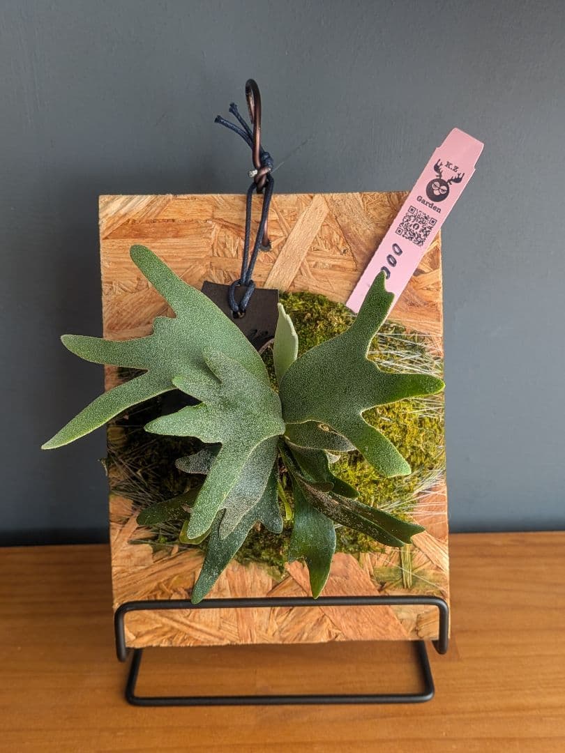 【ブラックフライデーセール】中株ビカクシダ板付 ウィリンキー バクテリア スポア