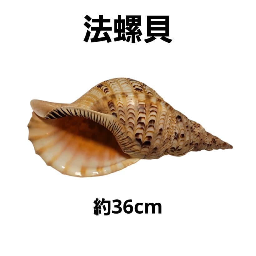 法螺貝　約36cm
