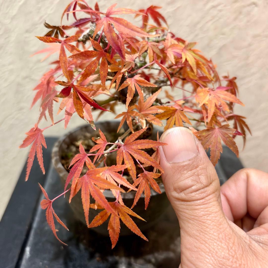 超希少激レア‼️樹高10㎝　行姫紅葉　モミジ　小品　盆栽　真柏　黒松　五葉松　楓