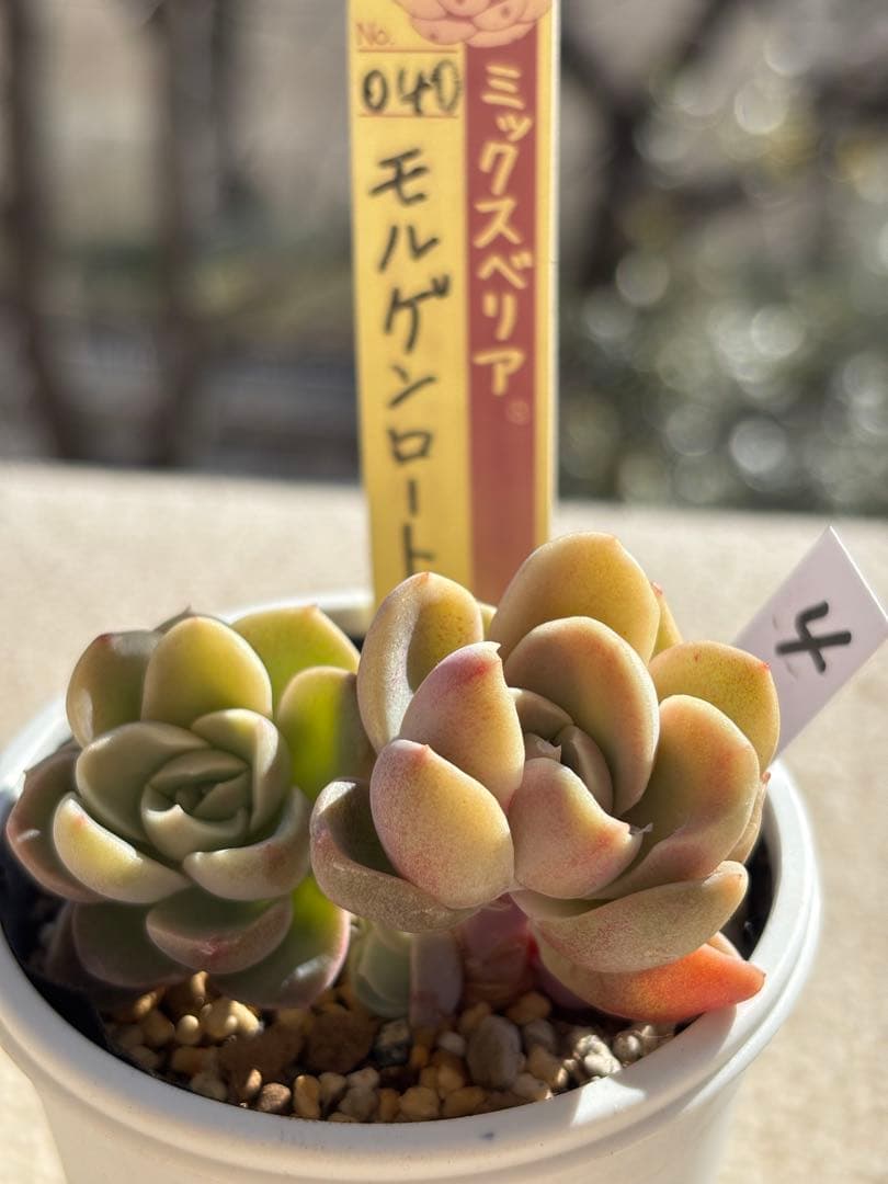 多肉　モルゲンロート④ ミックスベリア　おらいさん苗　検) 青札　ざわわ