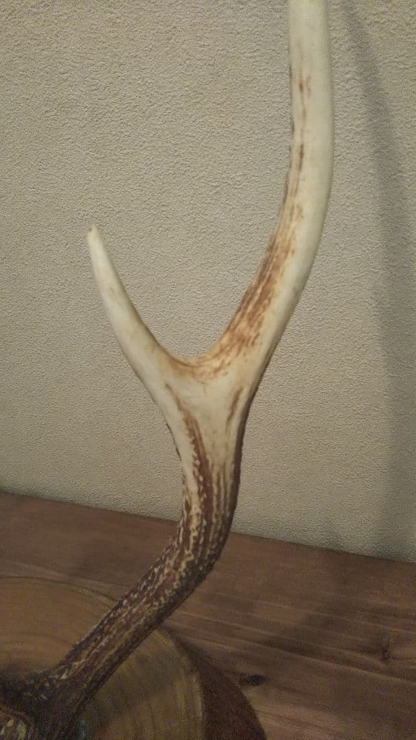 鹿の角 置物