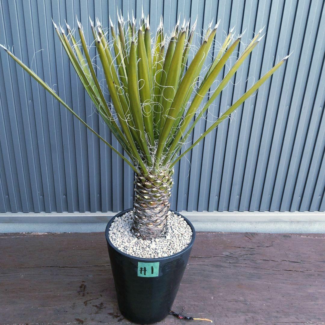 #1 ユッカフィリフェラ （Yucca Filifera） 発根済