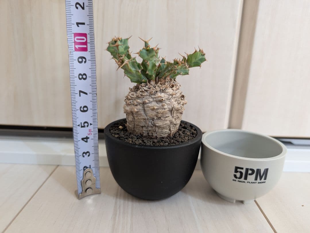 ユーフォルビア クラビゲラ 現地株 超ミニサイズ 手乗り 塊根植物