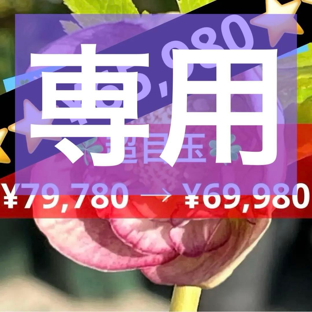 3152専用ポット発送メルカリ便☘️超目玉☘️⭐️希少⭐️ 【❤️極上❤️小輪❤️蜃気楼】