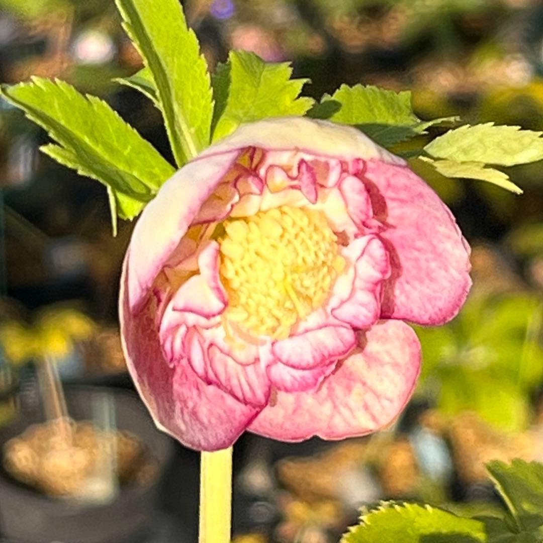 3152専用ポット発送メルカリ便☘️超目玉☘️⭐️希少⭐️ 【❤️極上❤️小輪❤️蜃気楼】