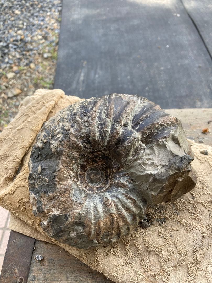 アンモナイト　パキ　化石　夏休み　自由研究