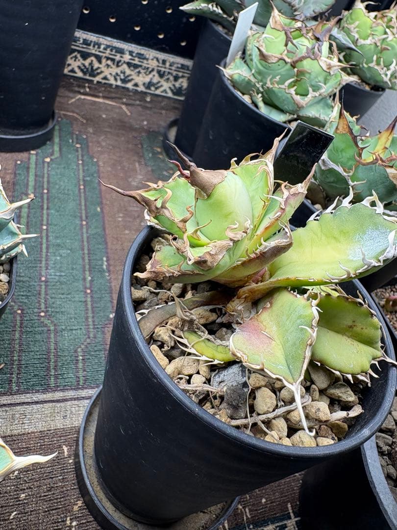 R*様 アガベ　デッドヒート　DEADHEAT　アガベ　ロウルサンコ（実生　レジ