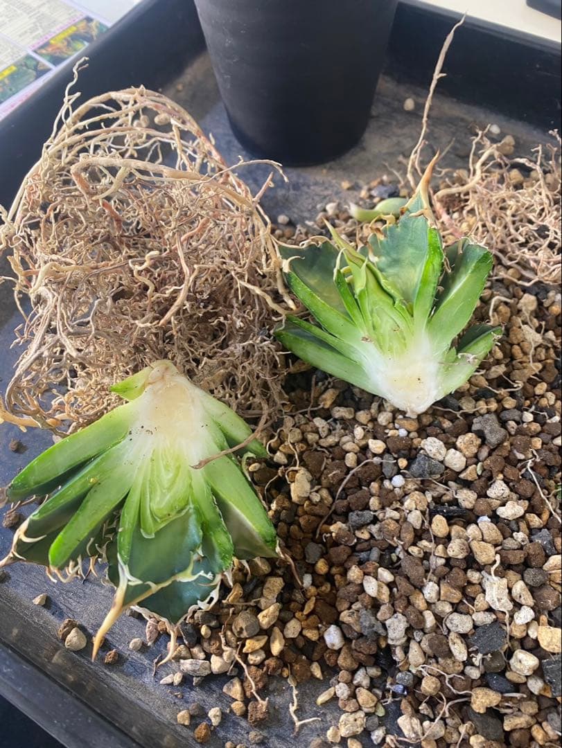 R*様 アガベ　デッドヒート　DEADHEAT　アガベ　ロウルサンコ（実生　レジ